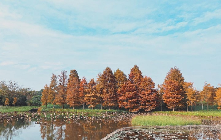 游客有幸的話，更能把握日間時分拍出湖面落羽松的倒影。圖片來源：ig@yuchun_photography